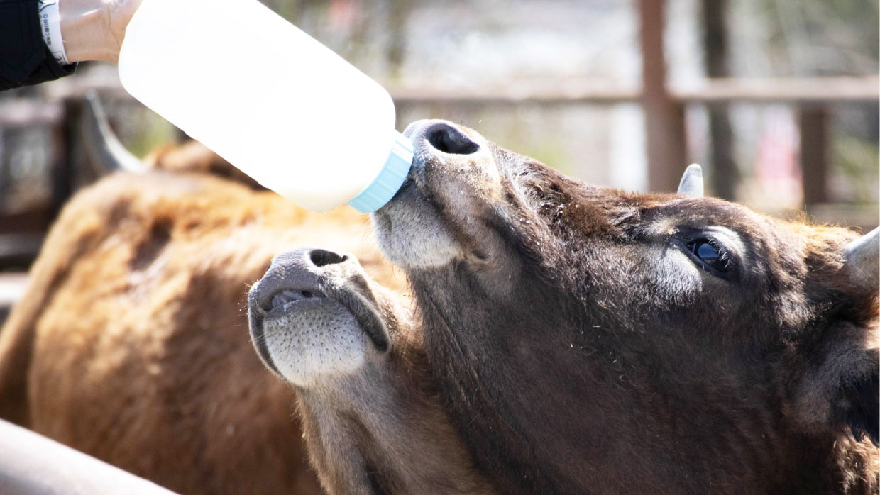 Wagyu’s Breeding Secrets: The Secret Behind Japan’s Famous Meat Quality